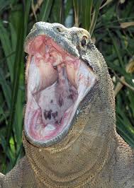 Pin On Remarkable Reptiles