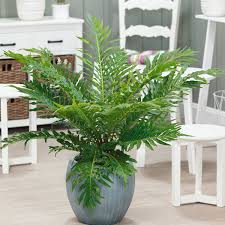 I'll suggest that she hires a tree. Blechnum Dwarf Tree Fern Garden Express