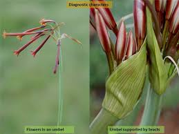 Image result for Amaryllidaceae