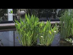 Check spelling or type a new query. Plante De Bassin Cultiver La Pontederia Lanceolata Plante Aquatique Truffaut Youtube