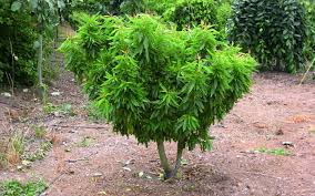 The pink flowering almond will fill an area that needs groupings or small hedges of early blooming shrubs. Almond Garden Prince