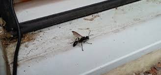 The isodontia species carries grass to its brood cavity, which are natural cavities in wood or between rocks, to help protect its brood. Grass Carrying Wasp
