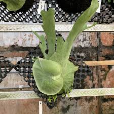 Image result for Platycerium