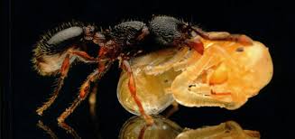 Image result for Antherothamnus