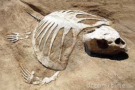 Turtle Fossil Royalty Free Stock Photography Image 2708827 Fossils Fossil Bones Dinosaur Fossils