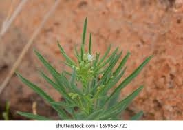 Image result for Basananthe pedata