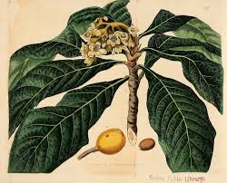 Image result for Eriobotrya