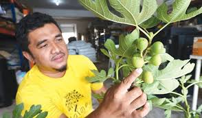 Beliau juga terangkan kaedah cantasan yang betul. Tanam Pokok Tin Secara Komersial Harian Metro