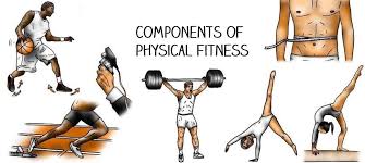 There are five components to total fitness and doing exercise for physical fitness components for each will result in optimal health. The 5 Components Of Physical Fitness Bodybuilding Wizard