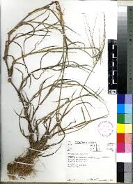 Image result for Digitaria thouaresiana