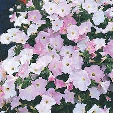 Wave petunia seeds on alibaba.com are suitable for human consumption. Misty Lilac Wave Petunia Flower Seeds Veseys