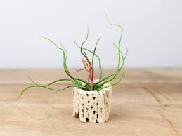 Hanging in a terrarium, air plants receive all the bright, filtered light they need. Cholla Wood Bulbosa Air Plant Air Plant Design Studio