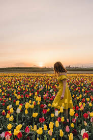 Home to the annual tulip fest with over 40 acres of beautiful blooming bulbs. A Portland Oregon Day Trip To Wooden Shoe Tulip Festival
