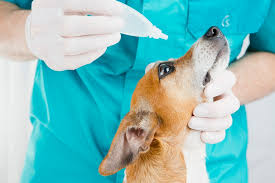 common health issues in dogs