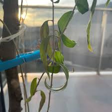 Image result for Lycium pilifolium