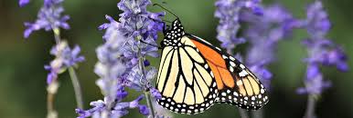 Maybe you would like to learn more about one of these? Butterfly Gardening Simplified Plants For All Seasons Since 1973