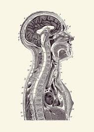 Prelinger archives was founded in 1983 by rick prelinger in new york city. Upper Body Diagram Vintage Anatomy Print 2 Drawing By Vintage Anatomy Prints