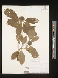 Image result for Pavetta stenosepala