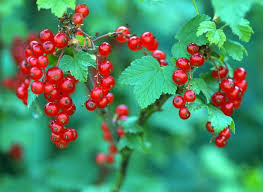 Epingle Sur Fruits Legumes
