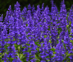 Image result for Salvia farinacea