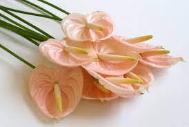 Pin By Lily And Mint Floral Co On Flower And Plant Varieties Anthurium Flamingo Flower Flower Chart