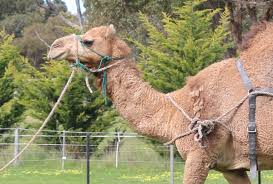 Their humps are reservoirs of fats which help them to. Camel Nose Pegs To Use Or Not To Use The Most Controversial Topic