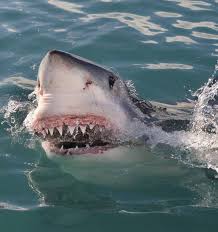 Isaf confirmed 64 unprovoked shark attacks on humans and 41 confirmed provoked attacks. Suspected New Shark Attack At Perth Nz Herald