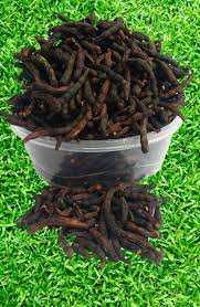 Image result for Xylopia aethiopica