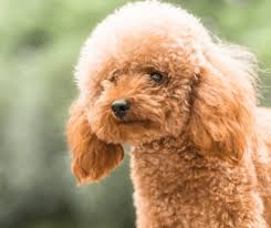 The lion cut consists of the hindquarters, muzzle, and the base of the tail are shaved, with the rest of the coat full length. Teddy Bear Cut For Poodles And Doodles Spiritdog Training