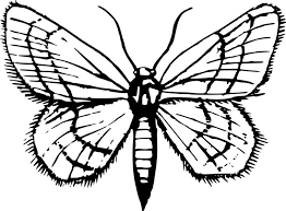 coloriages papillons a imprimer dessins de colorier images gratuites coloriage papillon moth drawings graphic football