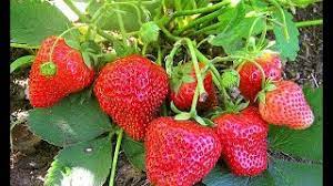 Am o plantate de capsuni care a mers bine pana de curând cand frunzele plantelor au început sa se inchirceasca, fructele nu cresc mai am o plantatie de căpșun anul 1 și la 3 sapt după ce am început culesul am observat tot mi multe fructe cu consistenta tare unele verzi altele semicoapte le dau.prin. Capsuni 5 Soiuri De Capsuni Populare Remontante Care Rodesc Tot Anul In Gradina Livada Bio Youtube