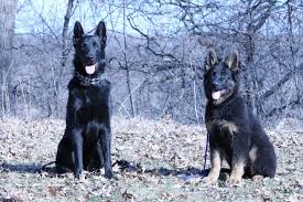 10 weeks to 18 weeks!! Minnesota K 9 Solutions German Shepherd Dog Breeders In Minnesota
