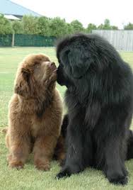 Big Fluffy Black And Brown Dog Breeds I Love All Dog Breeds 5 Of The Most Massive Dog Breeds Funny Animals Massive Dog Breeds Massive Dogs