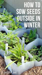 Container garden how to start vegetable seeds gardening tomato patio deck grow best varieties. How To Sow Seeds Outdoors In Winter Winter Vegetables Gardening Garden Pests Winter Garden