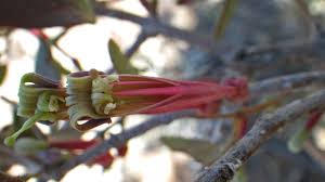 Image result for Tapinanthus oleifolius