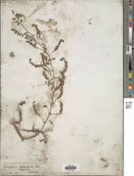 Image result for Indigofera secundiflora