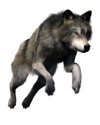 Pngkit selects 123 hd wolves png images for free download. Pin By Dlpng On Wolf Png Png Anime Wolf Wolf