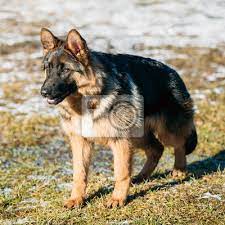 Maybe you would like to learn more about one of these? Beautiful Young Brown German Shepherd Puppy Dog Staying Fototapete Fototapeten Polizeihund Schone Leibwachter Myloview De