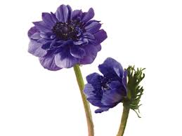 Flower Meanings