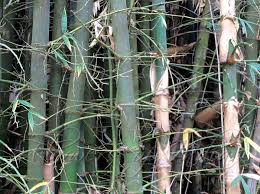 Image result for Bambusa balcooa