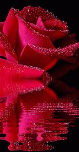 The best gifs are on giphy. Gif Decouverte Par Iriska Decouvrez Et Enregistrez Vos Images Et Videos Sur We Heart It In 2021 Rose Flower Wallpaper Wallpaper Nature Flowers Red Roses Wallpaper