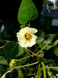Image result for Gossypium
