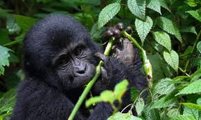 Image result for Brazzeia longipedicellata