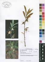Image result for Dorstenia benguellensis
