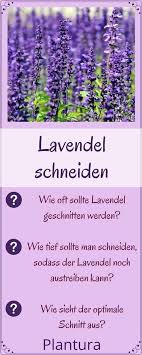 Lavendel Alles Zu Sorten Anbau Pflege Plantura Garten Lavendel Lavendel Schneiden Lavendel Pflanzen