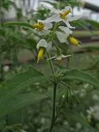 Image result for Solanum chenopodioides