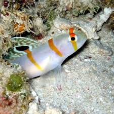 Image result for Lepidagathis randii