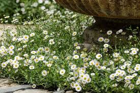 Image result for Erigeron steudelii
