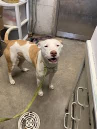 6 10 19 Urgent Pet Id K15 3111 Big Spring Tx This Shelter Releases Very Little Information About Their Animals Animal Shelter Dog Pounds