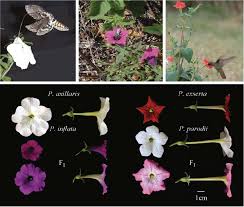 Image result for Petunia axillaris